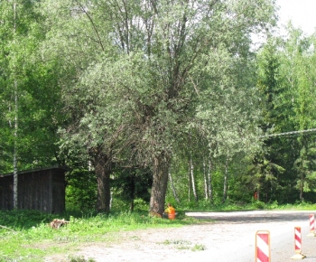 Priebeh výstavby mosta